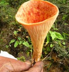 Gifts of Nature via Langtang